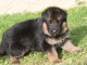 Donne chiot berger allemand femelle lof