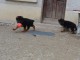 Chiot berger allemand femelle lof