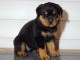 A donner chiot rottweiler lof