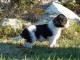 Chiots Cavaliers King Charles LOF a donner