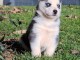 Chiot Siberian Husky lof a donner