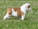 chiot bulldog anglais lof a donner