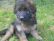 chiots Berger allemand LOF a donner