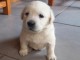 Chiots labradors lof a donner