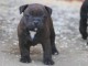 Chiots Staffordshire Bull Terrier LOF a donner