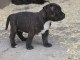 Chiots Staffordshire Bull Terrier LOF a donner