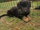 chiot Berger allemand LOF a donner