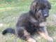 chiot Berger allemand LOF a donner