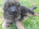 chiot Berger allemand LOF a donner