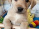 Chiots labradors lof a donner