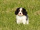 Chiots Cavaliers King Charles LOF a donner