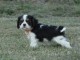 Chiots Cavaliers King Charles LOF a donner