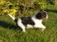 Chiots Cavaliers King Charles LOF a donner