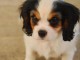 Chiots Cavaliers King Charles LOF a donner