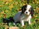 Chiots Cavaliers King Charles LOF a donner