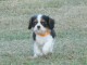 Chiots Cavaliers King Charles LOF a donner