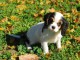 Chiots Cavaliers King Charles LOF a donner
