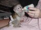 Magnifique bébé singe capucin 3 mois 