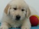 Chiot golden retriever trois mois