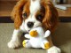 Chiot cavalier king Charles trois mois 