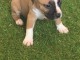 Chiot American staffordshire terriers trois mois