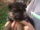 Chiots berger allemand trois mois