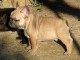 Dons chiot bouledogue français mâle fauve