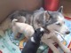 Chiots Husky Siberien Lof