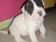 Chiot bouledogue américain trois mois