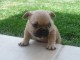 Chiot bouledogue francais trois mois