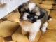 Chiot Shih Tzu trois mois