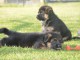 Chiot berger allemand Mâle à donner