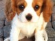 Chiot cavalier king Charles trois mois 