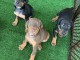 Magnifiques chiots TECKELS en adoption