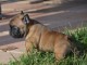 Adorable chiot type Bouledogue français à donner