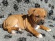 chiot Staffordshire Bull Terrie trois mois