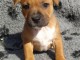 chiot Staffordshire Bull Terrie trois mois