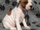 chiot Staffordshire Bull Terrie