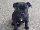 chiot Staffordshire Bull Terrie trois mois
