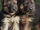 CHIOTS BERGER ALLEMANDS