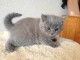 Adorable chaton  Chartreux à donner 
