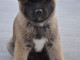 chiot akita inu trois mois