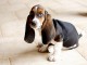 chiot basset trois mois