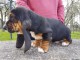 chiot basset hound trois mois