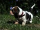 chiot basset hound trois mois