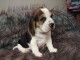 chiot beagle trois mois