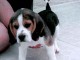 chiot beagle trois mois