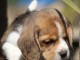 chiot beagle trois mois
