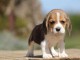 chiot beagle trois mois