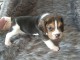 chiot beagle trois mois